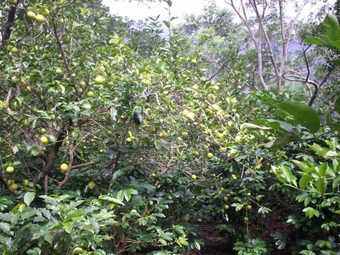 Foto de San Ignacio de Acosta (San José), Costa Rica