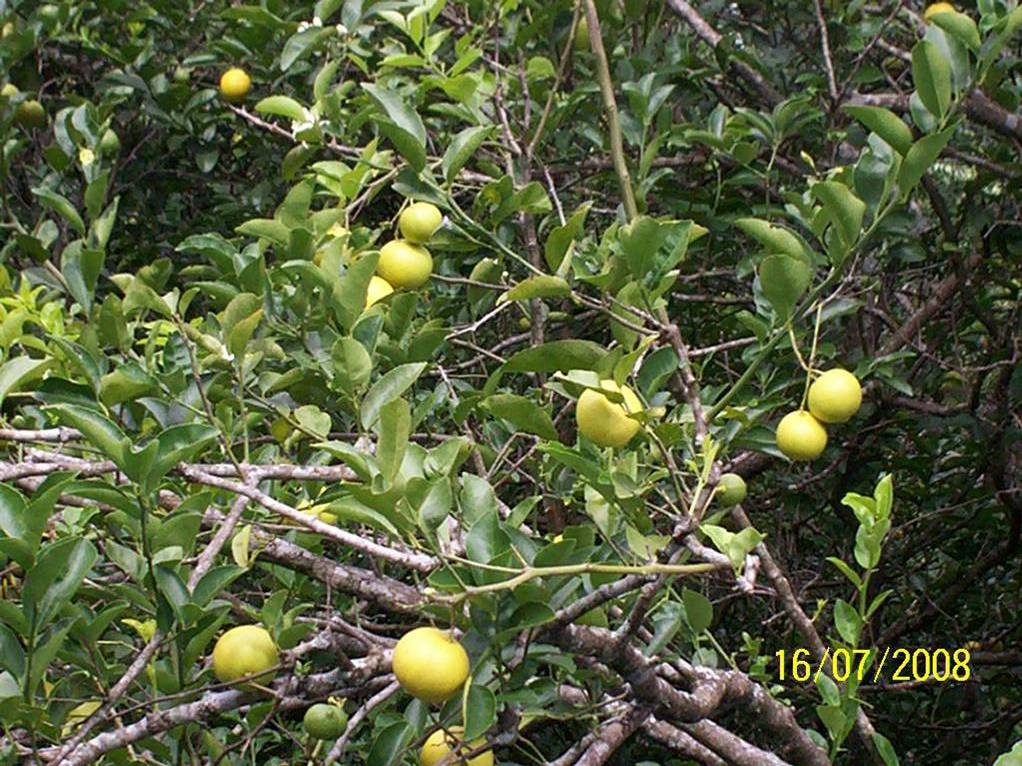 Foto de San Ignacio de Acosta (San José), Costa Rica