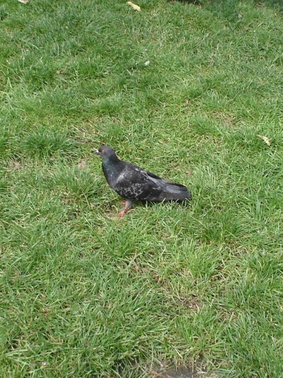 Foto de Milan, Italia