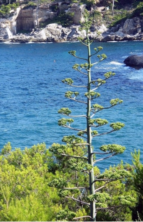 Foto de Mallorca (Illes Balears), España