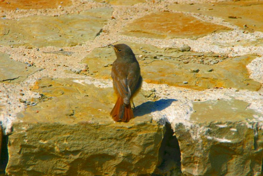 Foto de Boí (Lleida), España