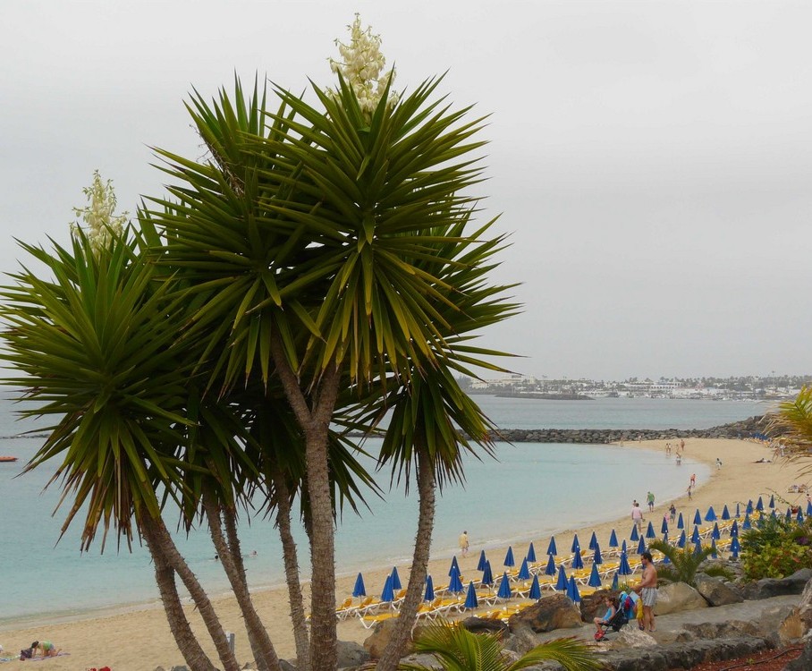 Foto de Lanzarote (Las Palmas), España