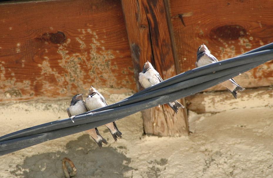 Foto de Erill la Vall (Lleida), España