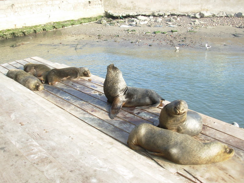 Foto de Iquique, Chile