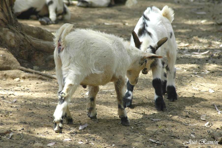 Foto de Sevilla (Andalucía), España