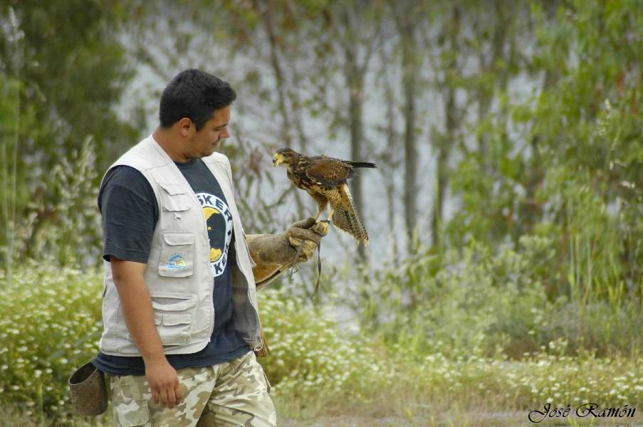 Foto de Sevilla (Andalucía), España