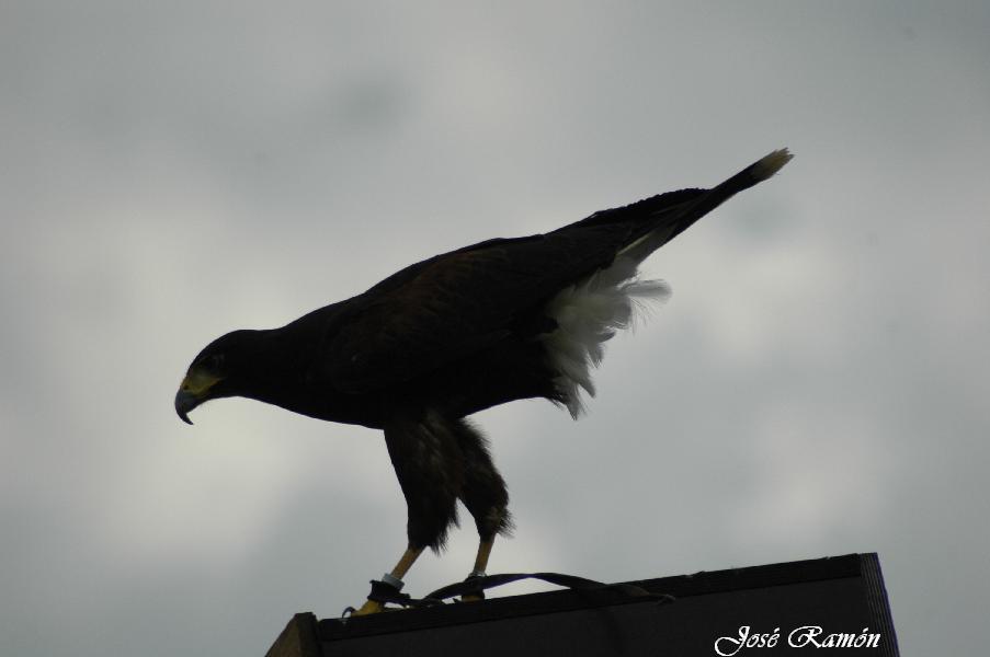 Foto de Sevilla (Andalucía), España