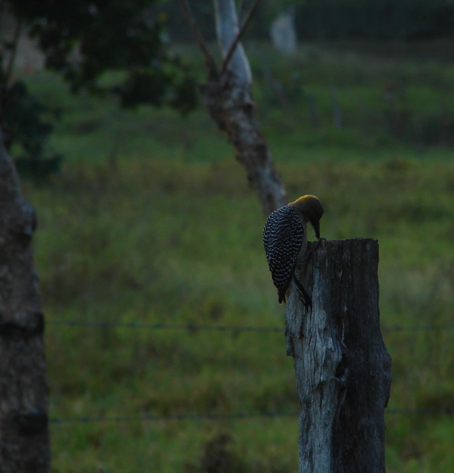Foto de Lepanto - Puntarenas, Costa Rica