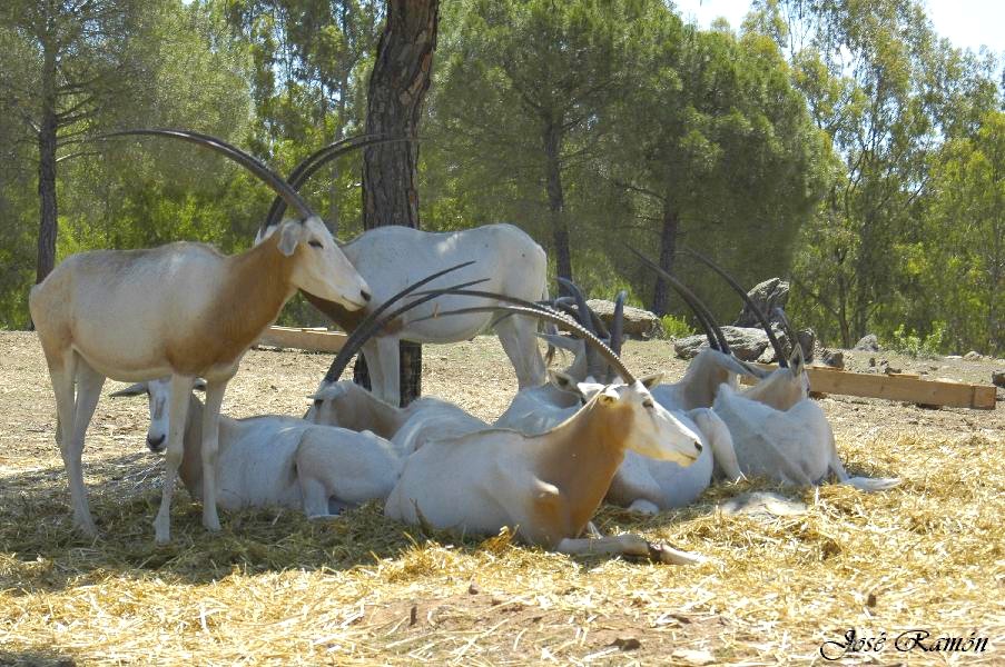 Foto de Sevilla (Andalucía), España