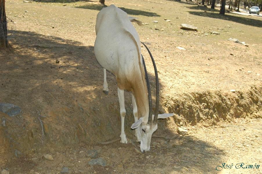 Foto de Sevilla (Andalucía), España