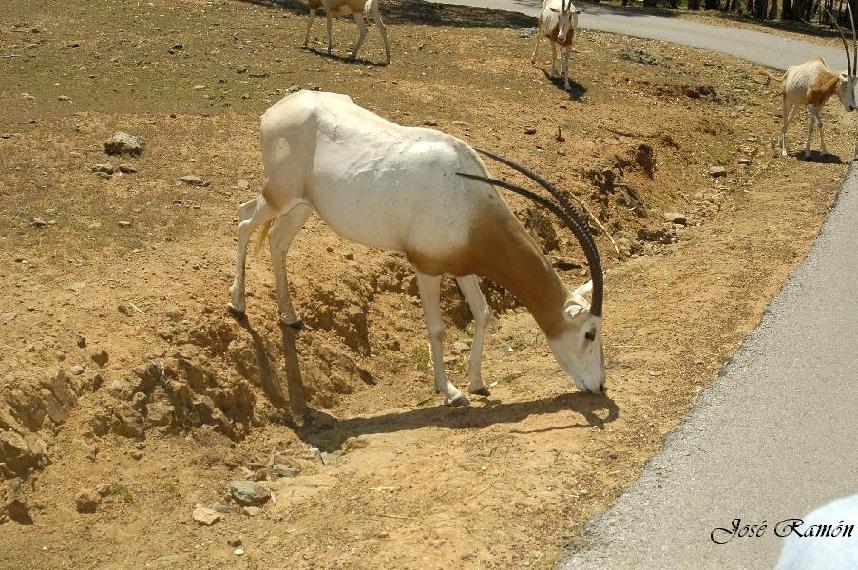 Foto de Sevilla (Andalucía), España