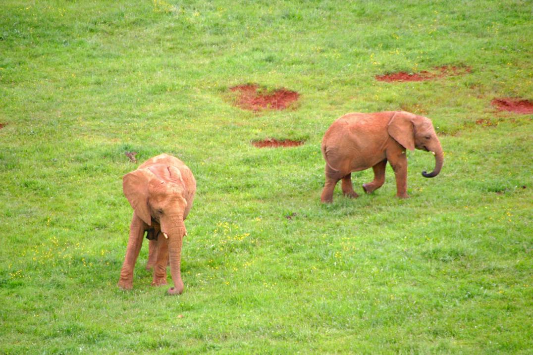 Foto de Cabárceno (Cantabria), España