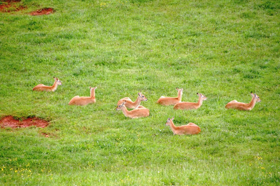 Foto de Cabárceno (Cantabria), España