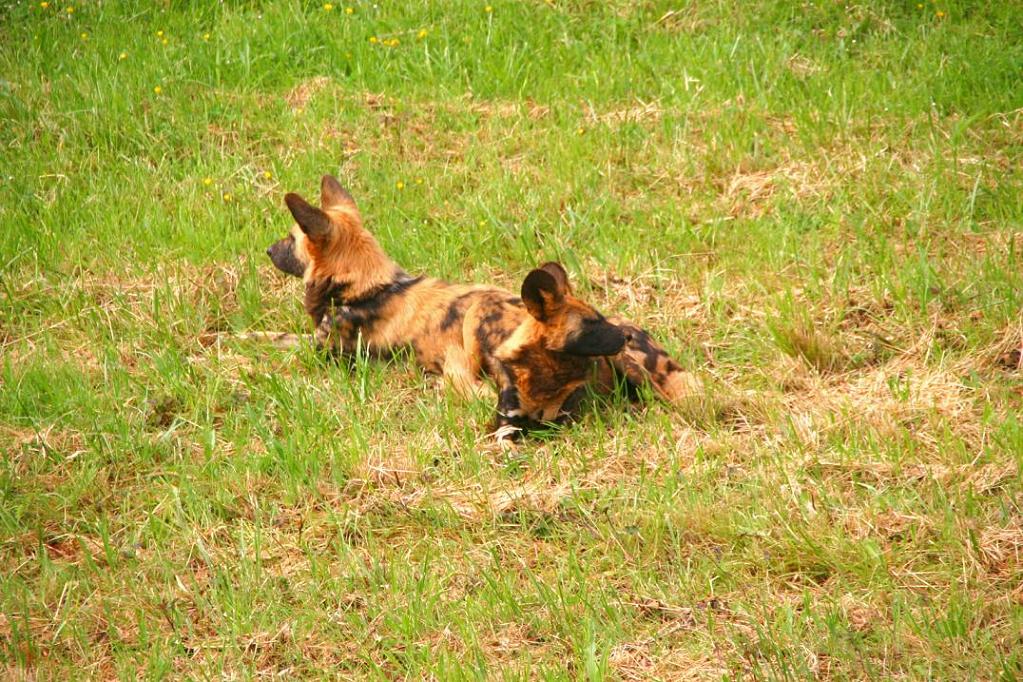 Foto de Cabárceno (Cantabria), España