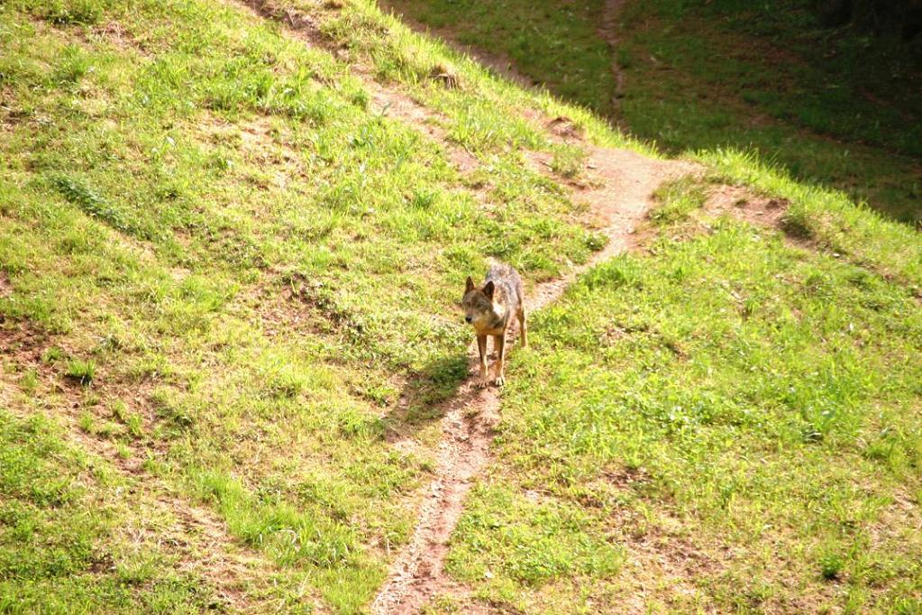 Foto de Cabárceno (Cantabria), España