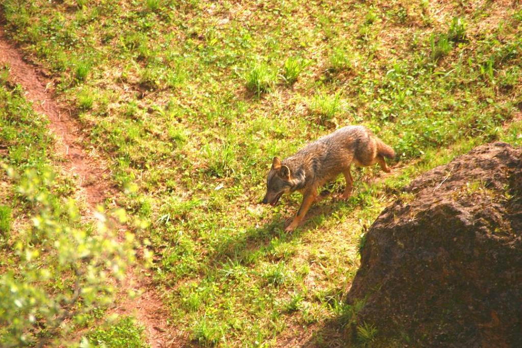 Foto de Cabárceno (Cantabria), España