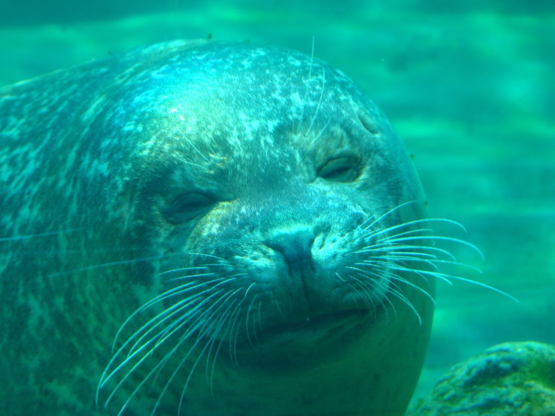 Foto de Valencia (València), España