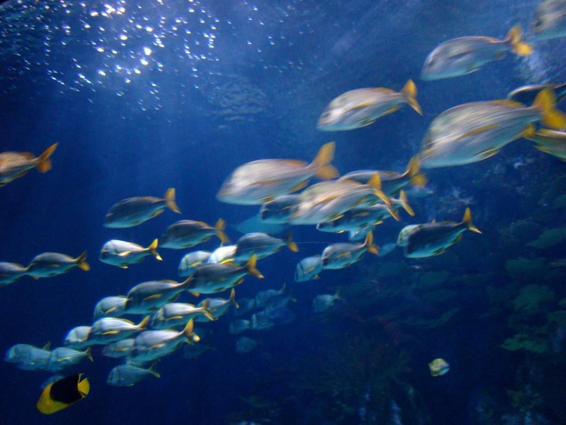 Foto de Valencia (València), España