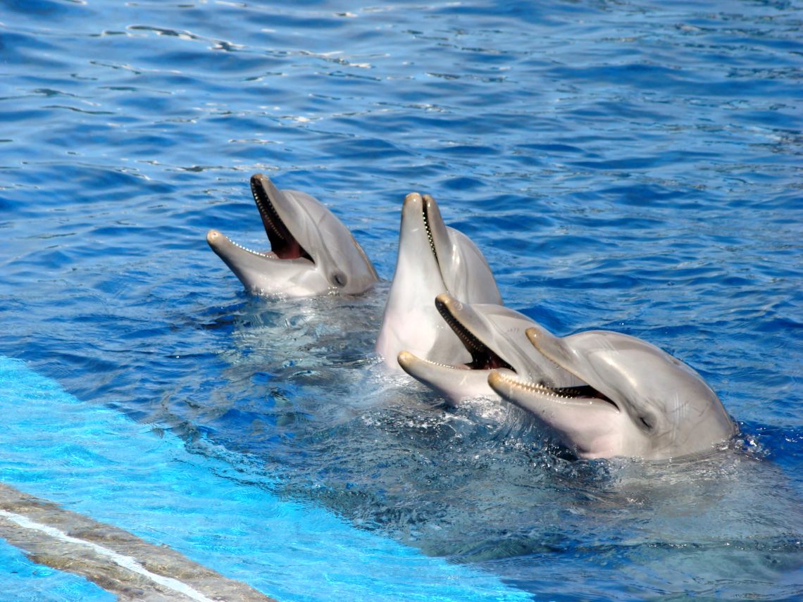 Foto de Valencia (València), España