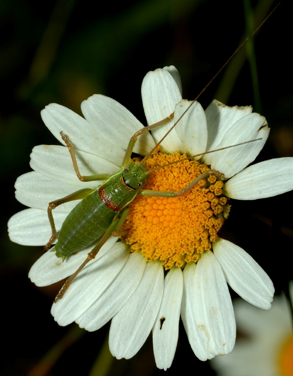 Foto de Menorca (Illes Balears), España