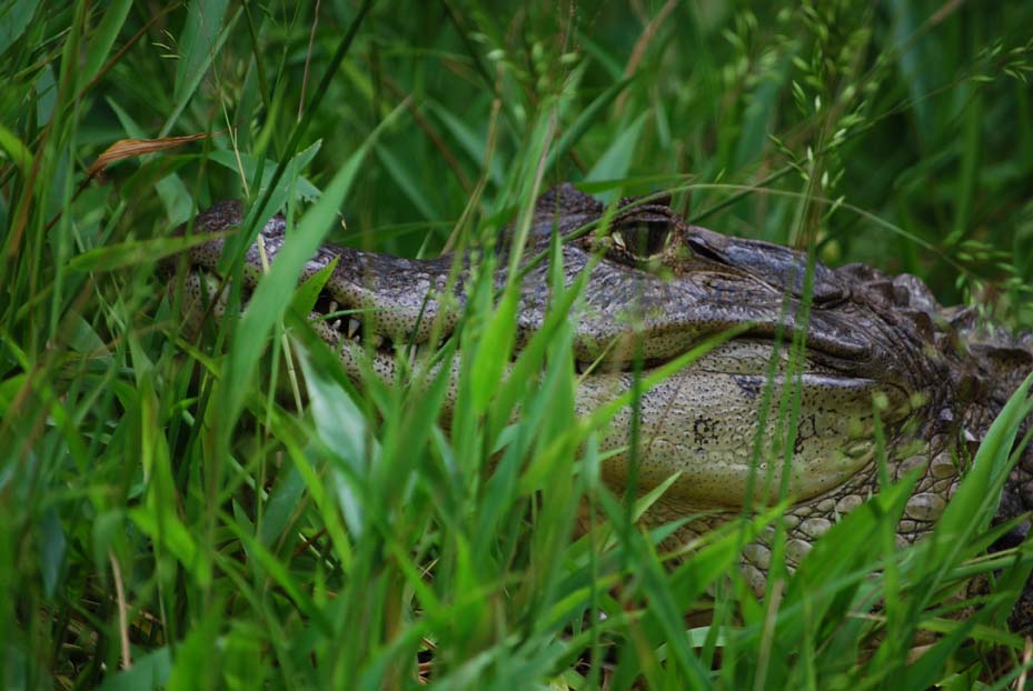 Foto de Tortuguero, Costa Rica