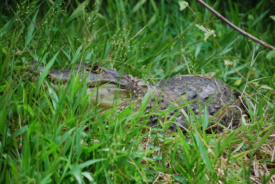 Foto de Tortuguero, Costa Rica