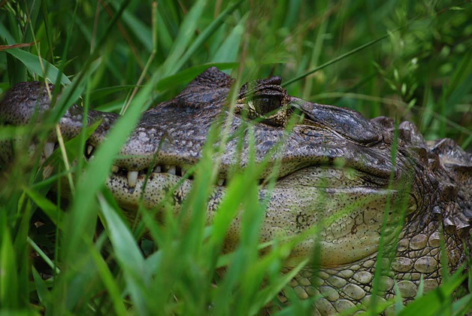 Foto de Tortuguero, Costa Rica