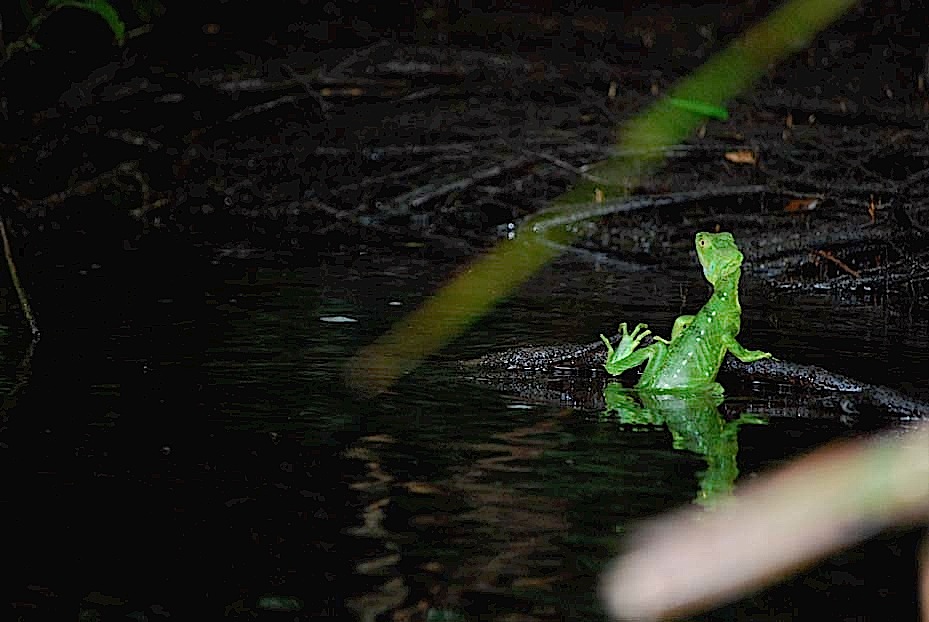 Foto de Tortuguero, Costa Rica