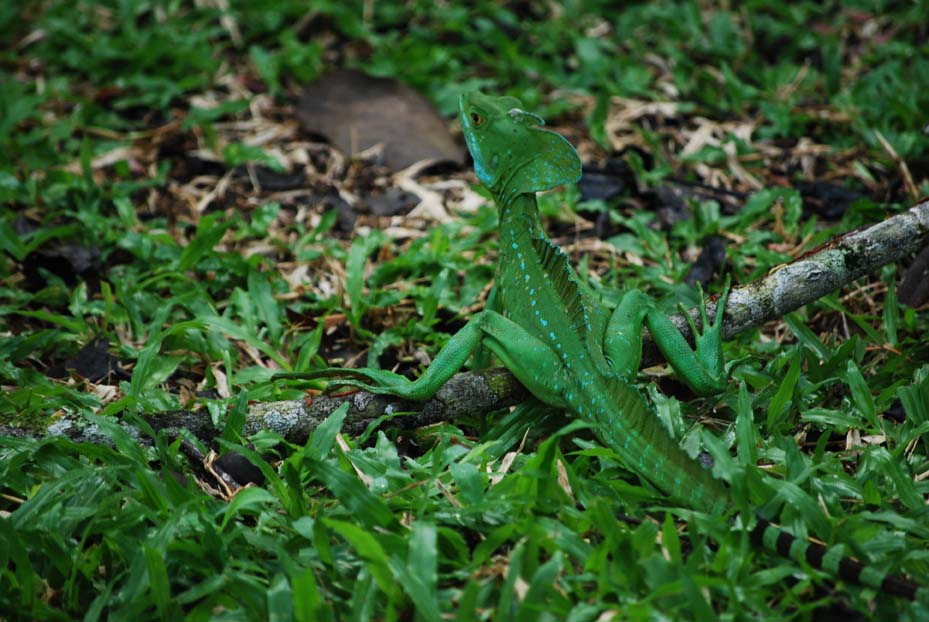 Foto de Heredia, Costa Rica