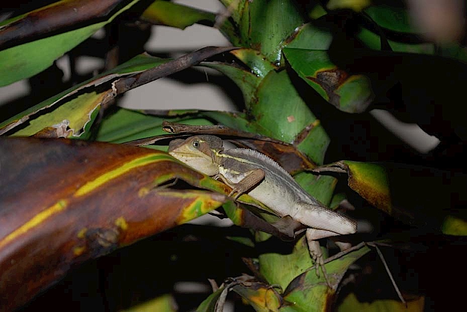 Foto de Tortuguero, Costa Rica