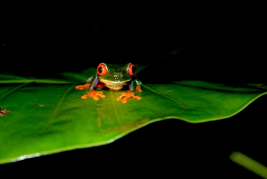 Foto de Limón, Costa Rica
