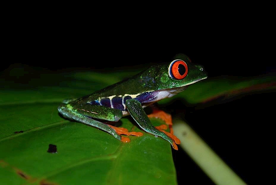 Foto de Limón, Costa Rica