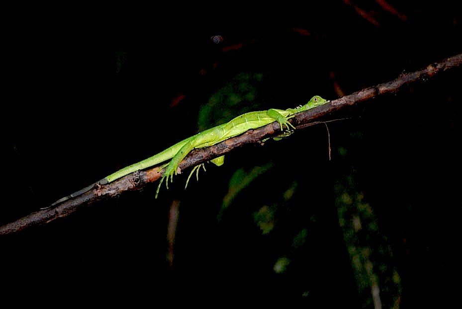 Foto de Limón, Costa Rica