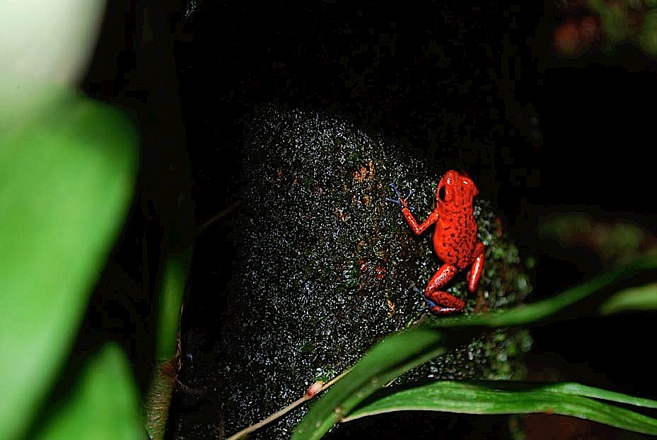 Foto de Limón, Costa Rica