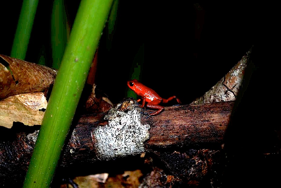 Foto de Limón, Costa Rica