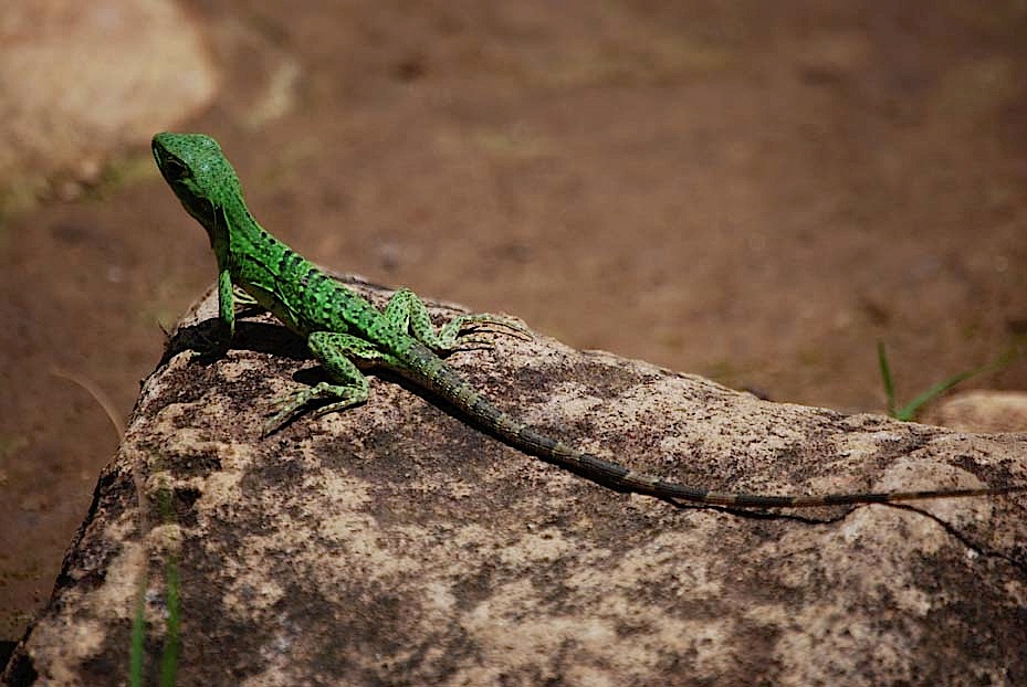 Foto de Rincón de la Vieja, Costa Rica