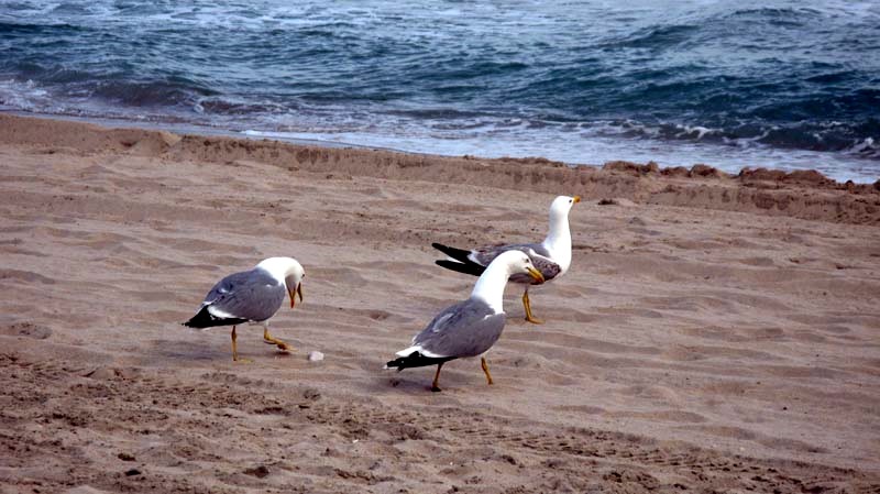 Foto de Calpe (Alicante), España