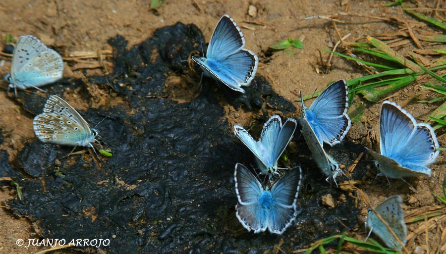 Foto de Cangas de Onis (Asturias), España