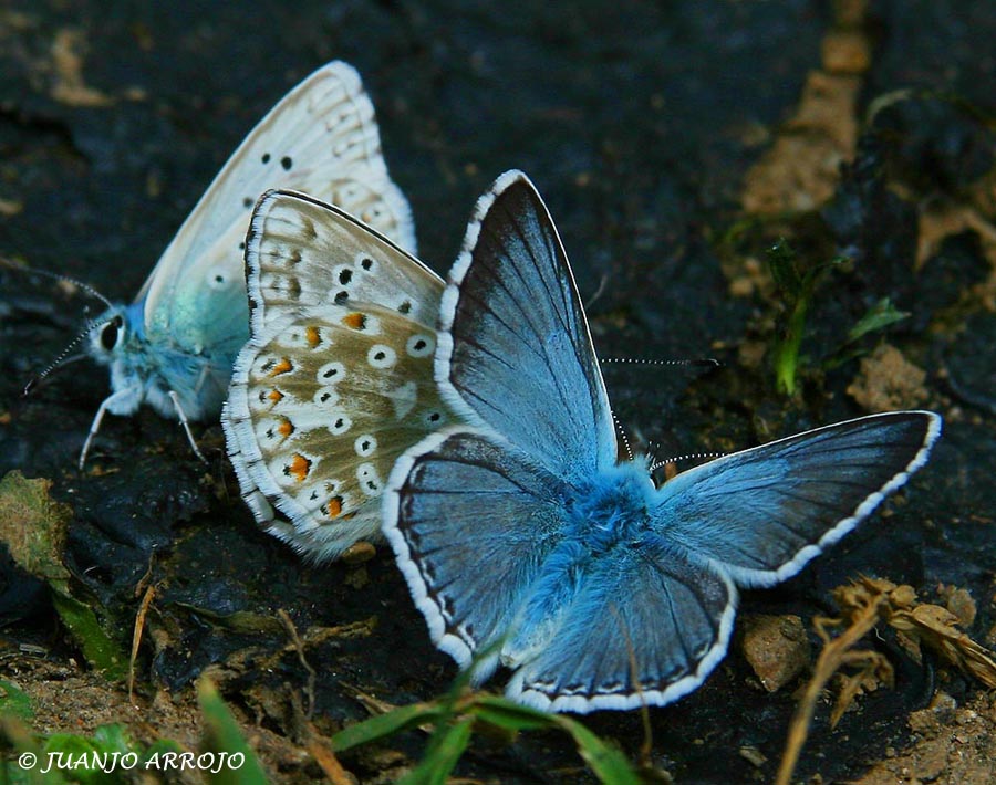 Foto de Cangas de Onis (Asturias), España
