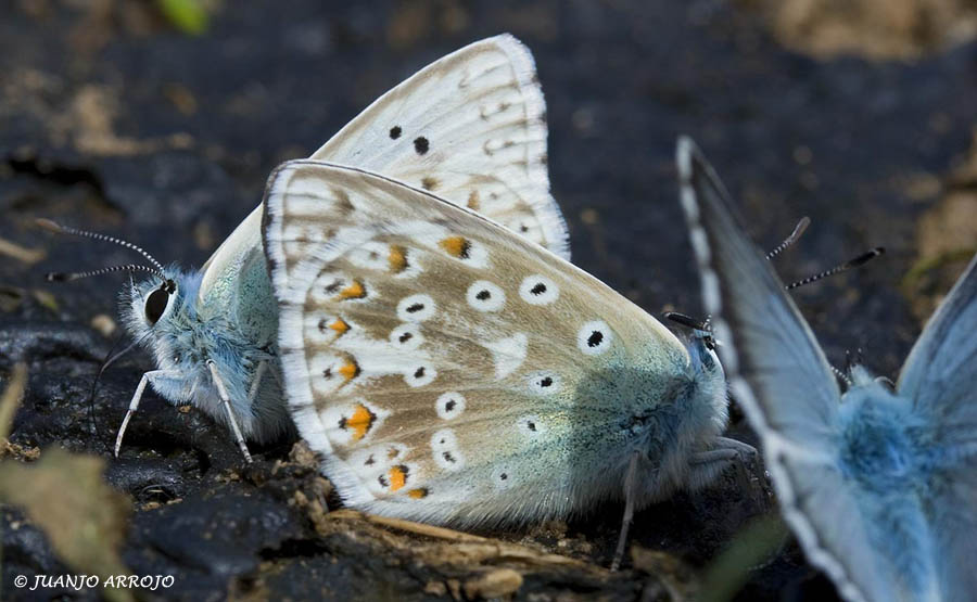Foto de Cangas de Onis (Asturias), España