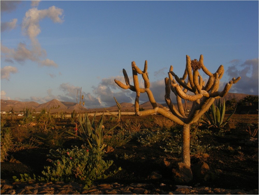 Foto de Lanzarote (Las Palmas), España