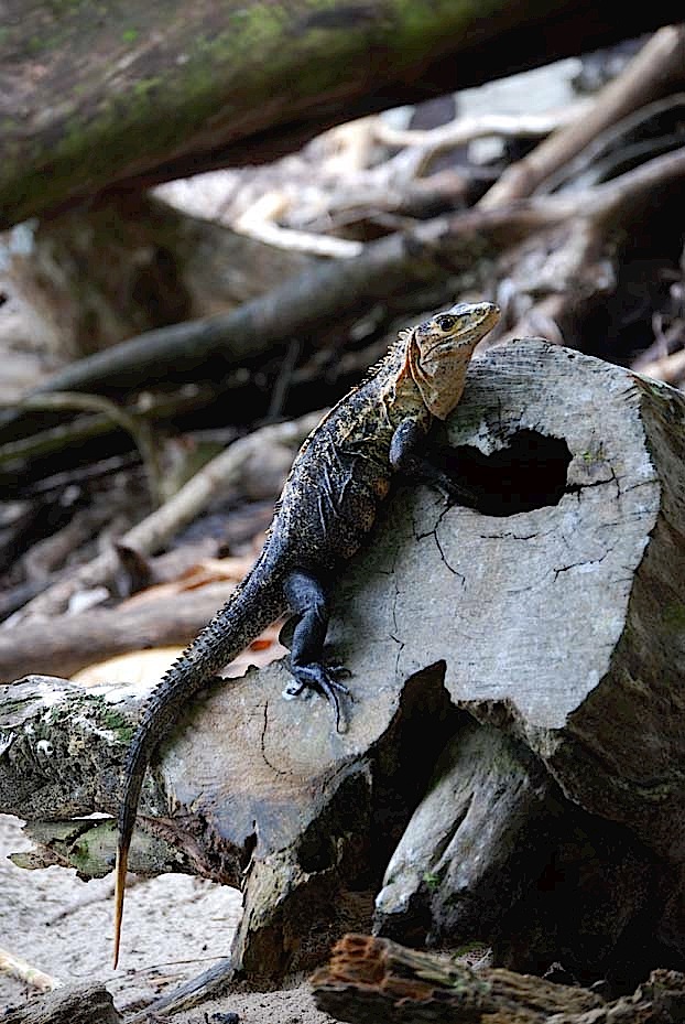 Foto de Puntarenas, Costa Rica