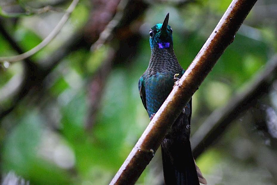 Foto de Alajuela, Costa Rica