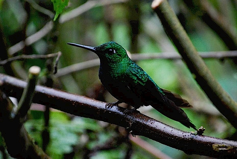 Foto de Alajuela, Costa Rica