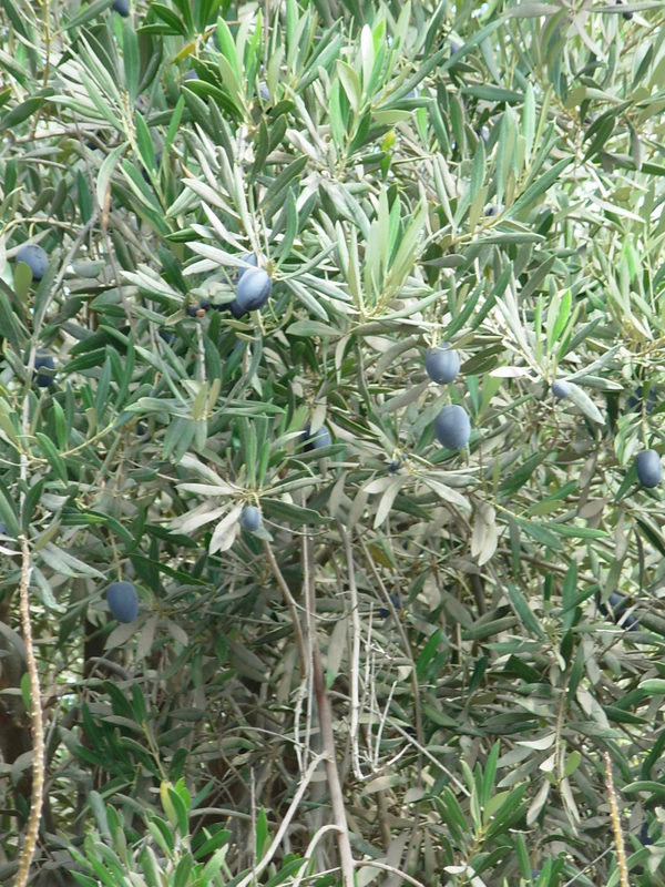 Foto de Arica, Chile