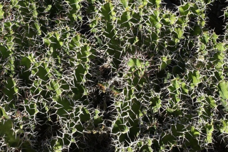 Foto de Lanzarote (Las Palmas), España
