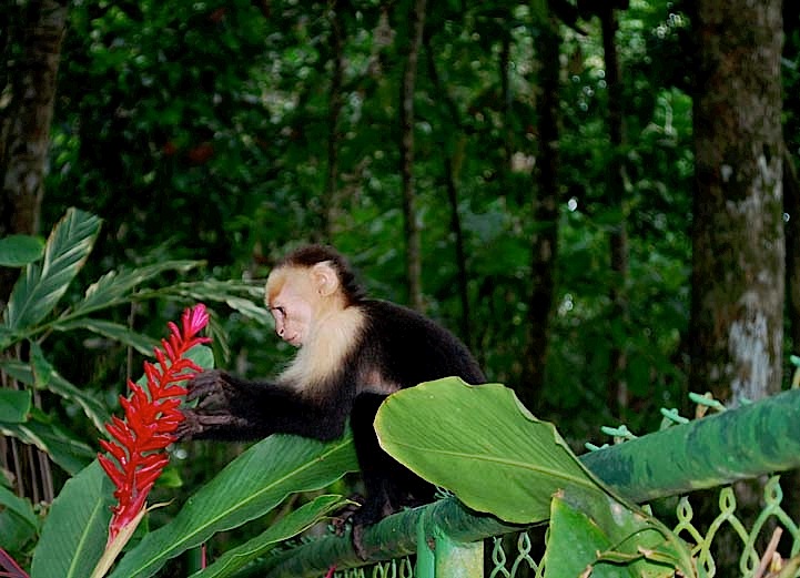 Foto de Puntarenas, Costa Rica