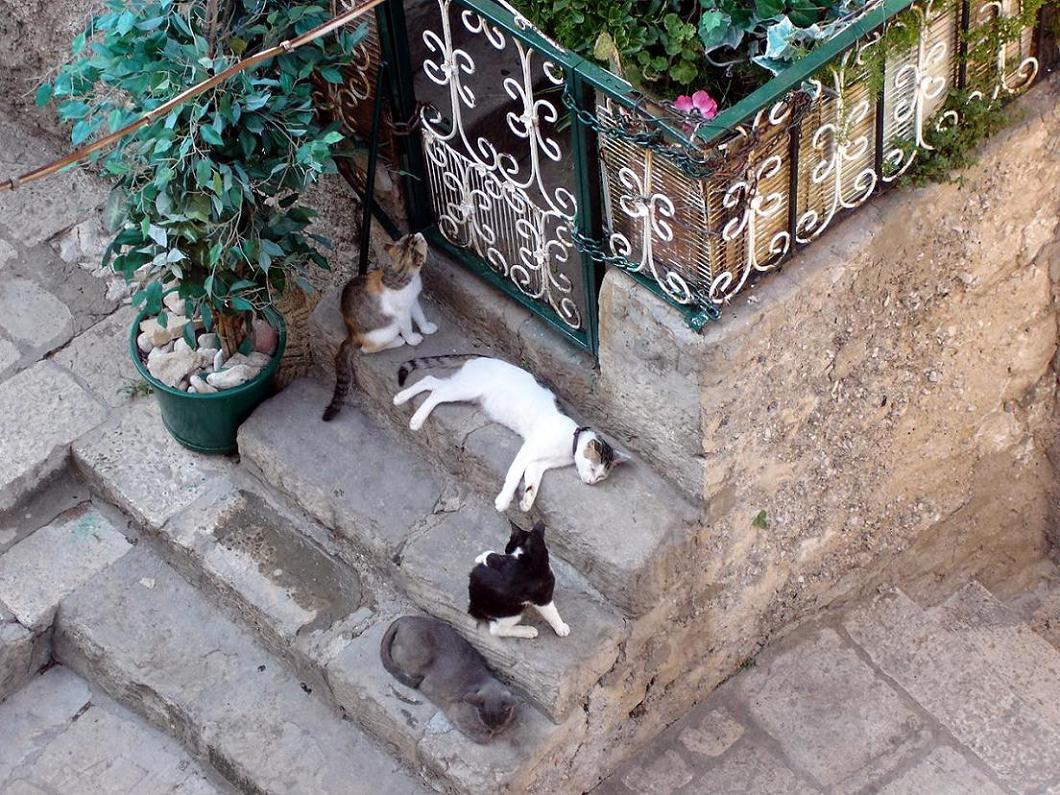 Foto de Dubrovnik, Croacia