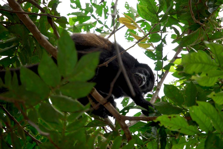 Foto de Alajuela, Costa Rica