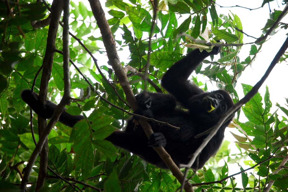 Foto de Alajuela, Costa Rica